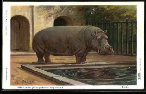 AK Afrika, Nijlpaard, Hippopotamus amphibius L., Nilpferd