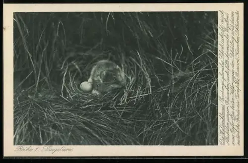 AK Die Waldwühlmaus, Heimatschutz-Karte, Reihe 1: Säugetiere