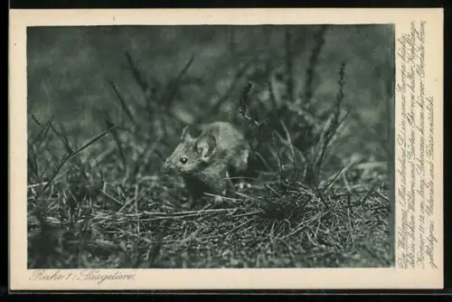 AK Waldmaus im Gras