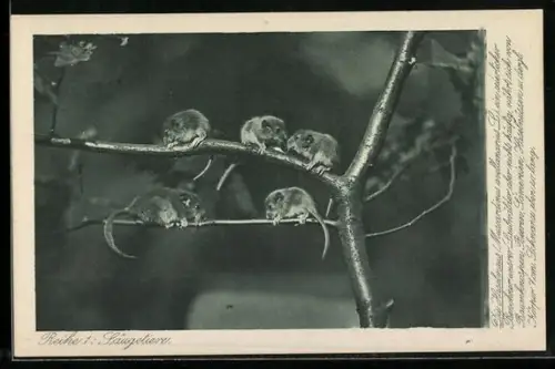 AK Die Haselmaus, Heimatschutz-Postkarte, Reihe 1: Säugetiere