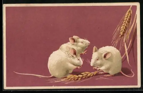AK weisse Mäuse mit einer Weizenähre