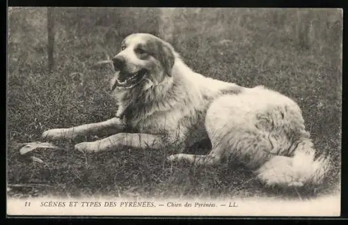 AK Chien des Pyrénées, Pyrenäenberghund liegt auf der Wiese