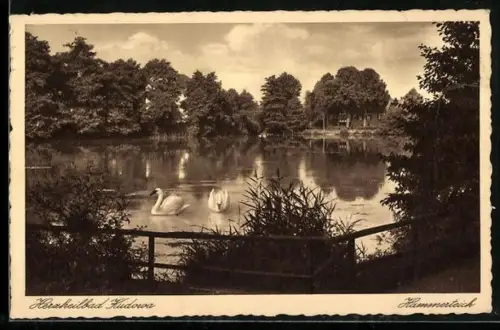 AK Bad Kudowa, Schwäne auf dem Hammerteich