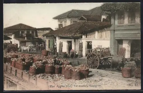 AK Singapore, Pine Apples ready for market
