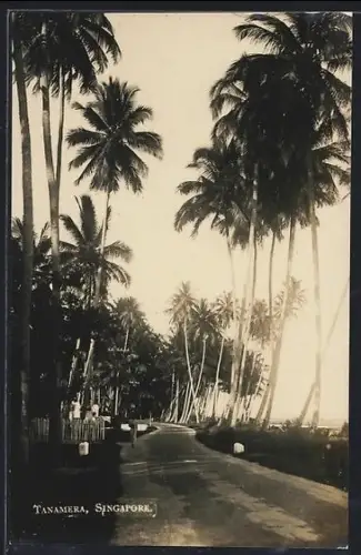 AK Tanamera, Strassenpartie mit Palmen