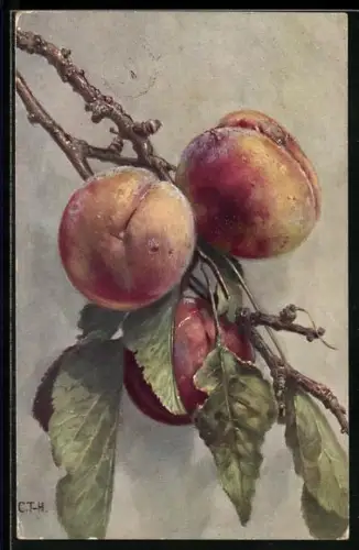 Künstler-AK Pfirsiche am Zweig, Stilleben