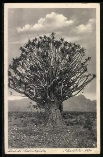 AK Deutsch-Südwestafrika, Kandelaber-Aloe