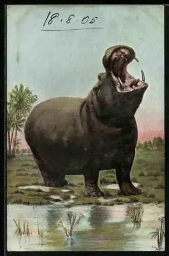 AK Nilpferd mit aufgerissenem Maul, Flusspferd