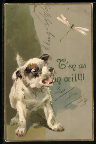 AK Kleiner Hund schaut Libelle nach