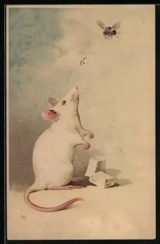 AK Weisse Ratte betrachtet eine Fliege
