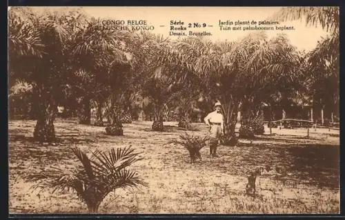 AK Reeks, Jardin planté de palmiers