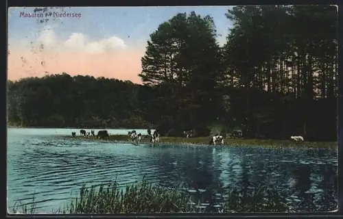 AK Niedersee /Masuren, Kuhherde am Ufer des Niedersees