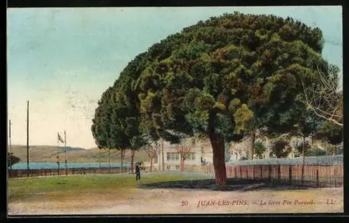 AK Juan-les-Pins, Le Gros Pin Parasol