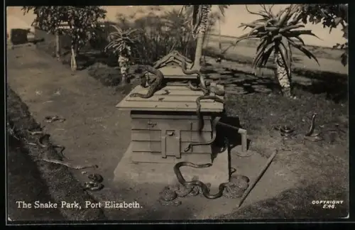 AK Port Elizabeth, The Snake Park