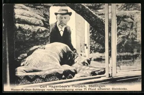 AK Stellingen, Carl Hagenbeck`s Tierpark, Riesen-Python nach Verschlingen eines 71 Pfund schweren Steinbocks