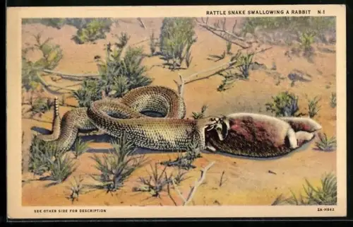 AK Schlange, Ansicht einer Schlange beim Verspeisen eines Hasen