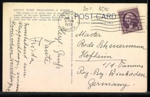 AK Schlange, Ansicht einer Schlange beim Verspeisen eines Hasen