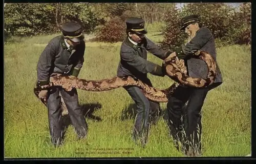 AK New York, Wärter mit grosser Python-Schlange im Zoological Park