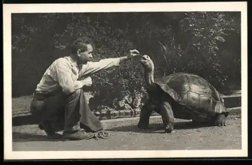AK Wien, Schönbrunn, Menagerie, Elephantenschildkröte