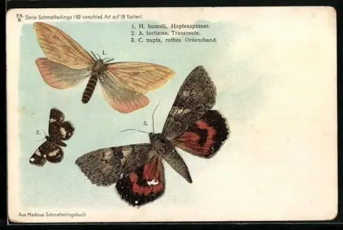 AK Schmetterlinge, Hopfenspinner, H. humuli, Trauereule, A. luctuosa, Rotes Ordensband, C. nupta
