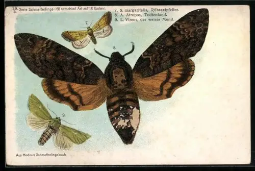 AK Schmetterlinge, Rübsaatpfeifer, S. margaritalis, Todtenkopf, A. Atropos, Weisser Mond, L. Virens