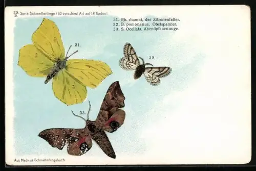 Künstler-AK Schmetterlinge der Arten Zitronenfalter, Obstspanner und Abendpfauenauge