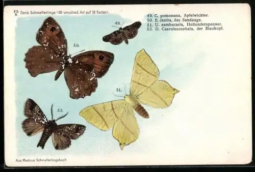 AK Schmetterlinge, Apfelwickler, C. pomonana, Sandauge, E. Janira, Hollunderspanner, U. sambucaria