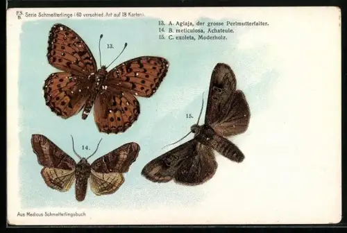 AK Schmetterlinge, Grosser Perlmutterfalter, A. Agiaja, Achateule, B. meticulosa, Moderholz, C. exoleta