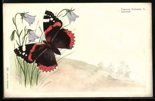 AK Vanessa Atalanta L., Admiral, Schmetterling