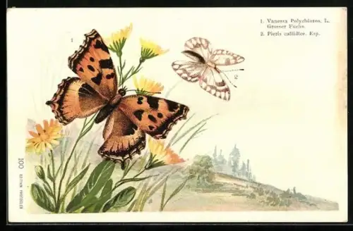AK Grosser Fuchs, Vanessa Polychloros L., Esp, Pieris callidice, Schmetterlinge
