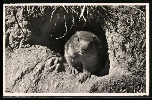 AK Murmeltier in den Bündner Alpen, am Eingang des Baus