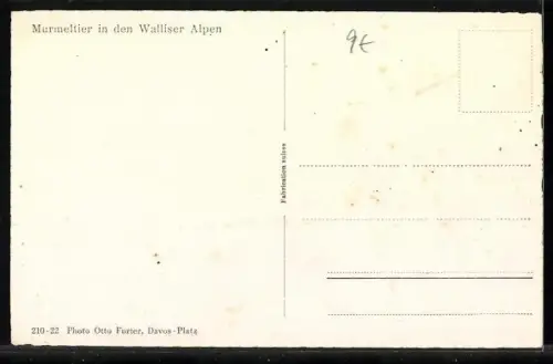 AK Murmeltier in den Bündner Alpen, am Eingang des Baus