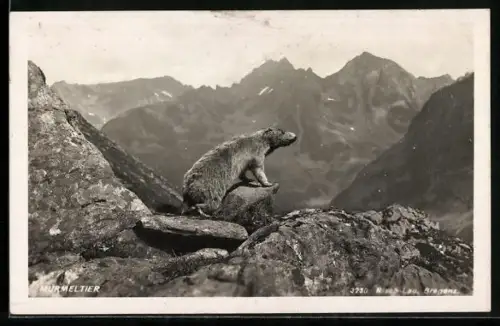 Foto-AK Wachsames Murmeltier in den Alpen