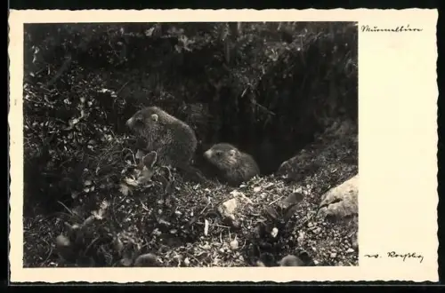 AK Zwei Murmeltiere vor ihrer Höhle