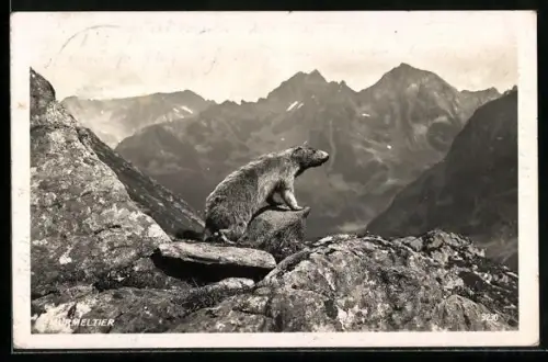AK Murmeltier in den Bergen