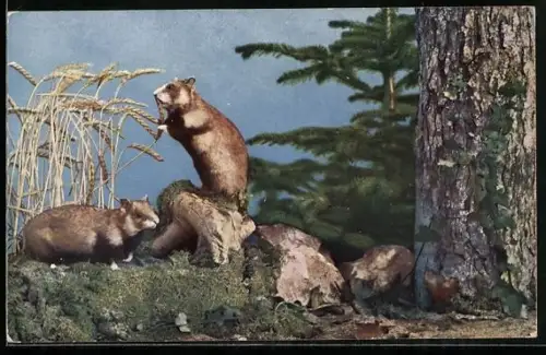 AK Hamster, Cricetus frumentarius