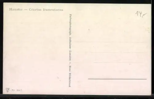 AK Hamster, Cricetus frumentarius