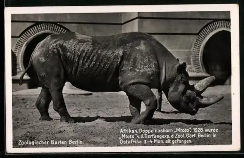AK Berlin, Zoologischer Garten, Nashorn im Freigehege
