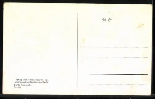 AK Berlin, Zoologischer Garten, Nashorn im Freigehege