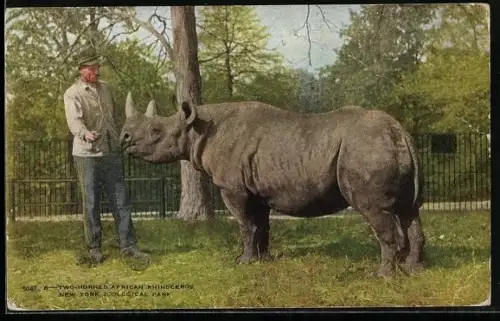 AK New York, Schwarzes Rhinozeros mit Wärter im Zoo