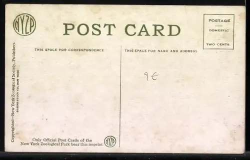 AK New York, Schwarzes Rhinozeros mit Wärter im Zoo