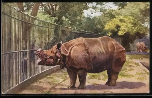 AK London, Zoological Gardens, Rhinoceros, Rhinozeros im Gehege
