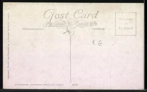 AK London, Zoological Gardens, Rhinoceros, Rhinozeros im Gehege