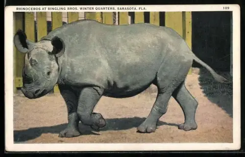 AK Sarasota, Nashorn in einem Zoo