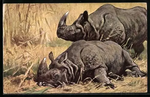 Künstler-AK Indisches Nashorn, Rhinoceros unicornis
