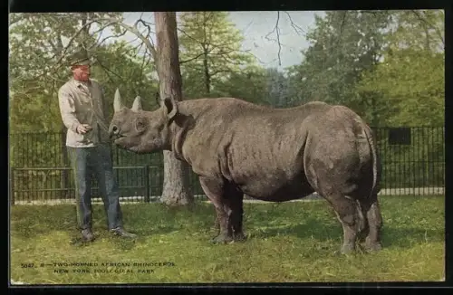 AK New York, NY, Two-horned African Rhinoceros, Nashorn mit Tierwärter