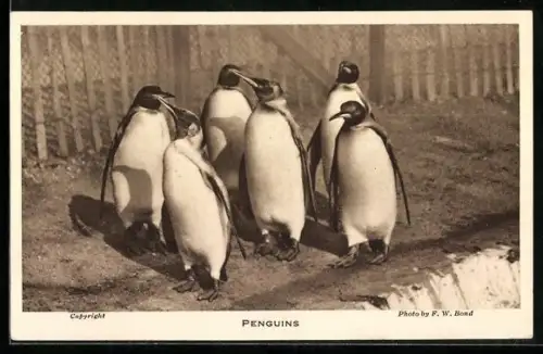 AK Pinguine in einem Gatter stehend