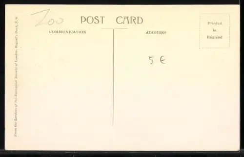 AK Pinguine in einem Gatter stehend