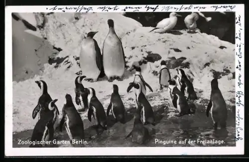 AK Berlin, Zoologischer Garten, Pinguine auf der Freianlage