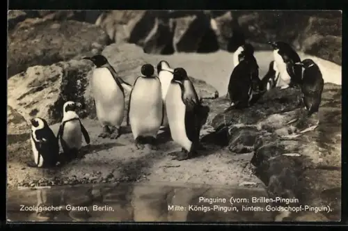 AK Berlin, Zoologischer Garten, Verschiedene Arten Pinguine